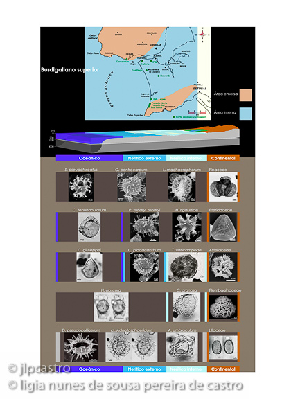 tese do doutoramento da lígia, burdigaliano superior2, 07